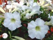 Kvetinové Kvety Púštne Ruže drevá, Adenium fotografie, vlastnosti biely
