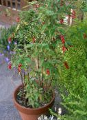 Bloodberry, Plante Rouge, Piper Copil, Pigeonberry, Coralito (Rivina) Arbust roz, caracteristici, fotografie