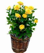 Rose  Arbusto amarelo, características, foto