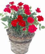 Saksı çiçekleri Gül çalı, Rose fotoğraf, özellikleri kırmızı