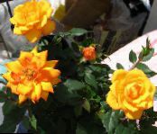 Pokojové květiny Růže křoví, Rose fotografie, charakteristiky oranžový