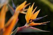 Kvetinové Kvety Rajka, Žeriav Kvetina, Stelitzia trávovitý, Strelitzia reginae fotografie, vlastnosti oranžový