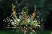 Podu Ziedi Tillandsia zālaugu augs foto, raksturlielumi sarkans