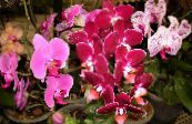 Phalaenopsis  Lágyszárú Növény rózsaszín, jellemzők, fénykép