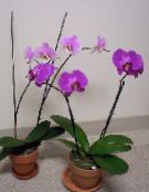 Phalaenopsis  Erbacee lilla, caratteristiche, foto