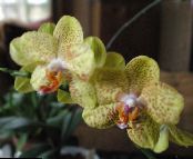 Phalaenopsis  Trávovitý žltá, vlastnosti, fotografie