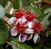 Интериорни цветове Feijoa дървета снимка, характеристики розов