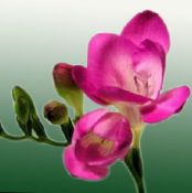 Pokojové květiny Frézie bylinné, Freesia fotografie, charakteristiky růžový