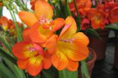 des fleurs en pot Freesia herbeux photo, les caractéristiques orange