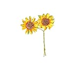 Fiore - Girasole - Gigante Single Giallo - 50 Seme - Confezione Risparmio foto / EUR 1,23