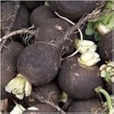 Pacchetto di 500 semi, Nero Spagnolo ravanello Seeds (Raphanus sativus) foto / EUR 10,99