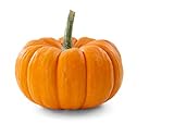 Semi di zucca d'autunno semi - Cucurbita pepo foto / EUR 3,65