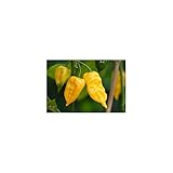 Semi di peperoncino Habanero Hot Lemon foto / EUR 4,00