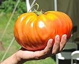 15 semi GIGANTE DEL POMODORO 2018 OLTRE 7kg possibile! foto / EUR 10,99