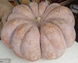 ZUCCA MOSCATA DI PROVENZA NR.30 SEMI foto / EUR 1,98