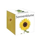 Extragifts ecocube Girasole - piante nel cubo di legno foto / EUR 9,99