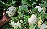 Go Garden 'Cantaloupe- Delicious 51 Semi di Melone Verdure 80 – 90 ct (3G) Molto Dolce foto / 