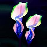 Ncient 100 Semi Sementi di Calla Lily 17 Colori Semi di Fiori Rari Piante Bonsai per Orto Giardino Balcone Interni ed Esterni foto / EUR 1,39