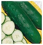 200 C.ca Semi Cetriolo Mezzo Lungo Marketmore 76 - Cucumis Sativus In Confezione Originale Prodotto in Italia - Cetrioli mezzi lunghi foto / EUR 7,40