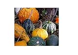 40x Zucca Piccole Frutti Gemischt- Patisson Seme Verdure K475 foto / EUR 7,54