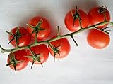 SEMI POMODORO CILIEGINO DI PACHINO foto / EUR 5,50