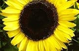 Semi di girasole di limone regina - Helianthus annuus foto / EUR 3,79