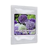 Semi d’aglio gigante (Allium giganteum), misto viola e bianco, 60 semi, pianta decorativa resistente all’inverno foto / EUR 6,95