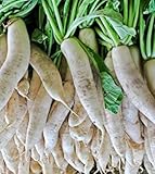 1 oncia di semi Daikon ravanello dasyuroides byrnei foto / EUR 10,99