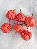 SEMI PEPERONCINO CAROLINA REAPER HP22B foto / EUR 6,00