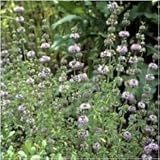 Pacchetto di 1.000 semi, Mentuccia Menta Semi (Mentha pulegium) foto / EUR 10,99