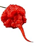 50 SEMI DI PEPERONCINO CAROLINA REAPER HP22B GUINNESS WORLD RECORD COME PIU' PICCANTE AL MONDO foto / EUR 13,80