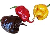 30 SEMI DI PEPERONCINO CAROLINA REAPER RED CHOCOLATE E YELLOW GUINNESS WORLD RECORD COME PIU' PICCANTE AL MONDO foto / EUR 9,00