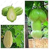 Impianti all'aperto giardino ornamentale zucca Chayote semi Bonsai Pianta in vaso Verde Frutta verdura sementi di alta nutrizione 10 pezzi foto / EUR 10,99