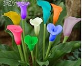 Colorful Calla seme raro Semi Piante Fiori (non Calla Bulbi) -20 Semi Promozioni Bonsai foto / EUR 10,99