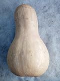 SEMI ZUCCA-BUTTERNUT-HOKKAIDO-TROMBETTA DìALBENGA-CAROSELLO SPUREDDA LECCESE foto / EUR 12,00