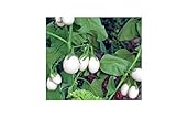 50x Speciale Seme Melanzana White Uova - Melanzana Seme Verdure K59 foto / EUR 4,99