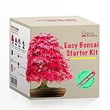 Fai crescere il tuo kit di bonsai - Fai crescere facilmente 4 tipi di alberi bonsai con il nostro kit di base completo di semi di bonsai per principianti - kit regalo con semi unici foto / EUR 17,99