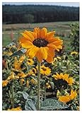 TROPICA - Girasole Soraya (Helianthus annuus) - 25 Semi- Girasoli foto / EUR 3,50