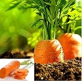 Pinkdose 100pcs / Bag Piante Carota cimelio organici Piante Verdura Frutta Cinque Pollici Ginseng Carota Piante pianta in Vaso per la casa Giardino foto / 