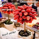 Portal Cool Cioccolato: Semi di fragola piante d'Albero e rari Home giardino Bonsai di frutta 100Pcs foto / 