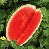 30pcs semi di melone senza semi semi di anguria frutti delle varietà vegetali Estate Fresco Fresco piante bonsai per il giardino di casa come regalo bambino foto / EUR 9,99