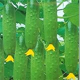 Harddo Cetriolo Seeds Green Vegetable Dutch Cucumber Cuke Seeds Mini Frutta foto / EUR 1,00