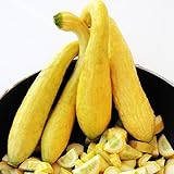 Zucchino giallo rugoso Friulano (Semente) foto / EUR 1,10