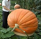 Portal Cool Piante 20Pcs zucca gigante bonsai Halloween commestibile non OGM alimentari ricco di sostanze nutritive foto / 