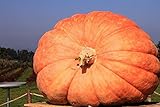 Semi di zucca gigante atlantica - Cucurbita maxima - 12 semi - 12 semi foto / 