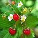 foto Fragaria vesca - Fragola selvatica - Spg - Semi