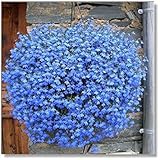 400pcs! Famiglia perenne piante da giardino, fiore di lino blu fiori, piante in vaso sospeso, fiore blu semi di lino Hanging foto / EUR 10,72