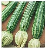 40 C.ca Semi Zucchino San Pasquale - Cucurbita Pepo In Confezione Originale Prodotto in Italia - Zucchine foto / EUR 7,40