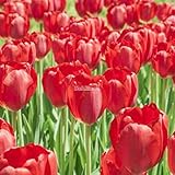 Kisshes Giardino - 100 Pezzi Bulbi di tulipano Semi di fiori Bulb Semi di fiori colorati Tulipani Bonsai Hardy Perenne foto / EUR 1,99