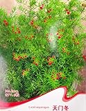 PLAT FIRM Germinazione dei semi PLATFIRM-Cipolla Rossa Lunga Di Tropea-lunga rossa Cipolla Semi-1 mg foto / EUR 10,98